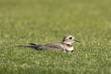 Killdeer resting in the grass.