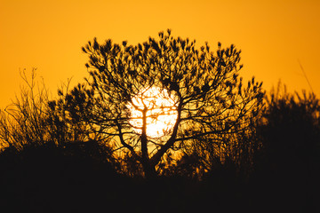 Silhouette of a tree against the background of an orange sunset in the sky