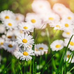 Chamomile field flowers or daisies flowers blooming in sunlight background. Summer flowers, selective focus, toning