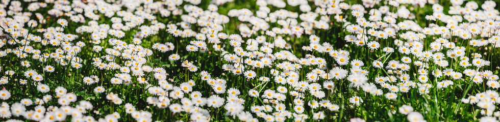 Chamomile field flowers or daisies flowers blooming in sunlight background. Summer flowers, selective focus, wide composition
