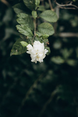 white flower on a background of green leaves