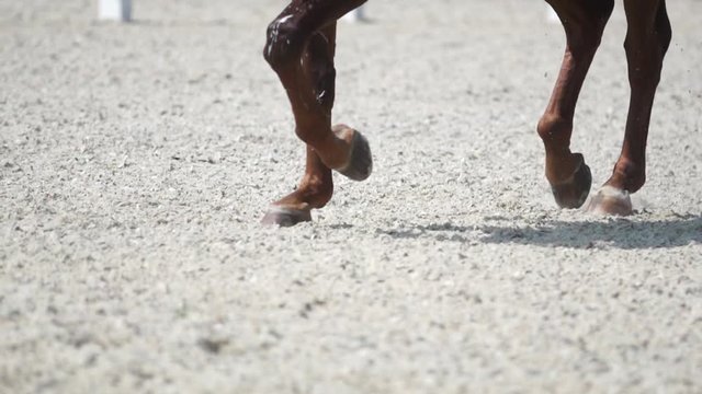 Horseback Riding. Dressage. Horse movement trotting.