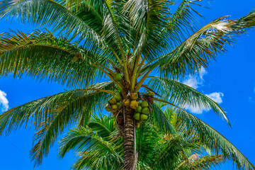 palm tree on background of blue sky