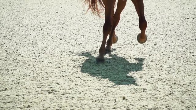 Horseback Riding. Dressage. Movement of the horse by half-pass.