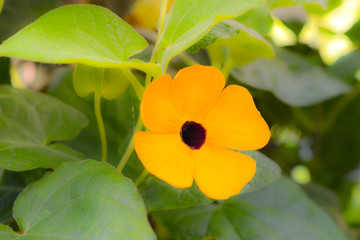 yellow flower