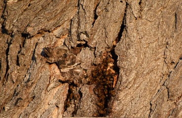 Closeup of Summer Danger of Yellow Jacket nest in hole in tree