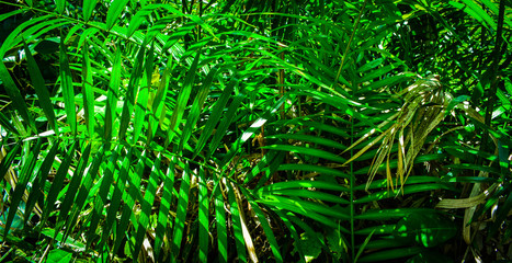 Fototapeta premium green background of branches of tree