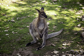 Fototapeta premium Kangaroo in park
