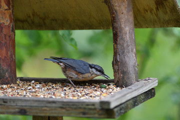 Eurasian nuthatch eats sunflowers from the wooden Fodder rack 