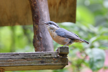 Eurasian nuthatch eats sunflowers from the wooden Fodder rack 