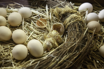 Chick coming out egg