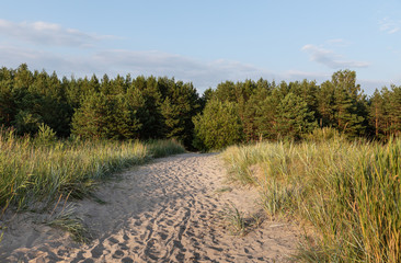 Pine trees in the forest