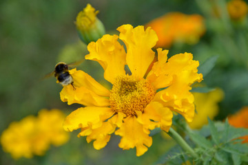 Bumblebee sitting on on yellow pumpkin flower and colecting polle