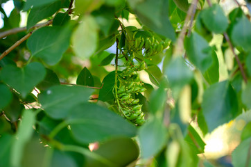 Obraz premium green tree leaves and green flowers