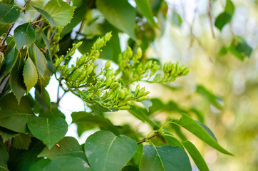green leaves of a tree