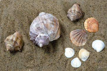 sea shells on yellow sea sand