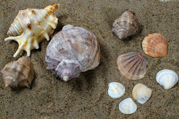 seashells on the sand