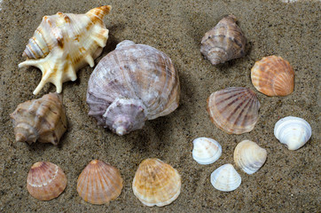 sea shells on yellow sea sand