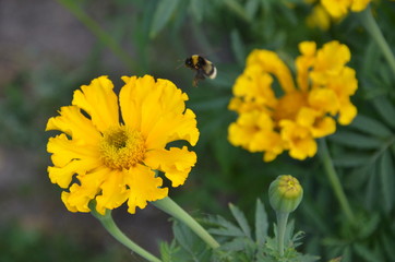 Bumblebee sitting on on yellow pumpkin flower and colecting polle