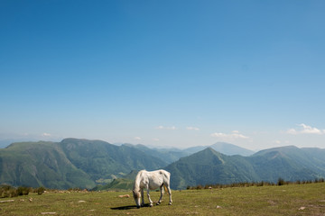 Horse grazing in the mountain (French pyrenees)