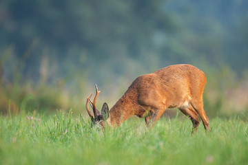 Wild roe deer (Capreolus capreolus) grazing in a field