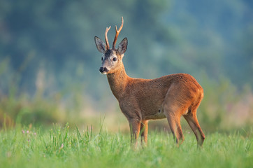 Wild roe deer (Capreolus capreolus) standing in a field
