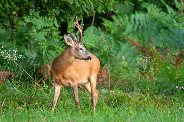 Wild roe deer (Capreolus capreolus) standing by the edge of the forest