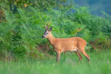 Naklejka na ściany i meble Wild roe deer (Capreolus capreolus) standing by the edge of the forest