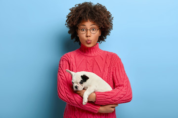 Cute curly haired dog owner carries white puppy with black ear, keeps lips folded, wears rosy sweter, rest after walk. French bulldog in woman hands. Love of animals concept. Studio portrait