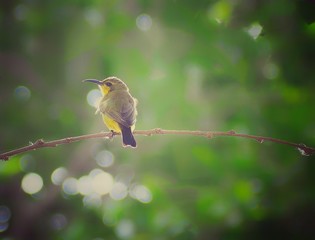 hummingbird on branch