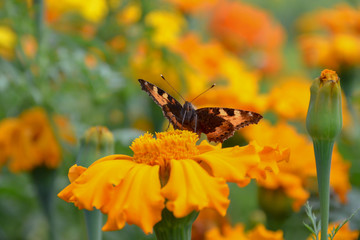 Butterfly with orange wings sits on an orange flower