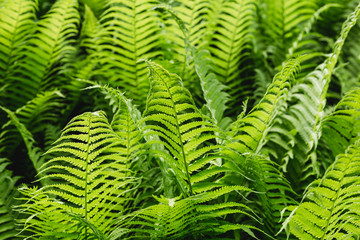 Beautiful background made with young green fern leaves. Perfect natural fern pattern in sunlight