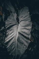 large green leaf of a plant