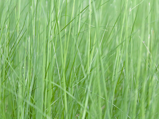 Lush green grass on meadow, spring summer outdoors close-up, copy space, wide format. Beautiful artistic image of purity and freshness of nature. Abstract bokeh background.