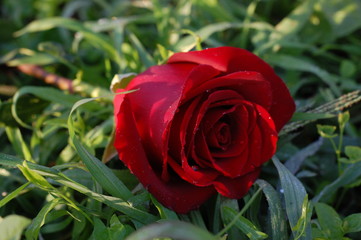 red rose in the garden