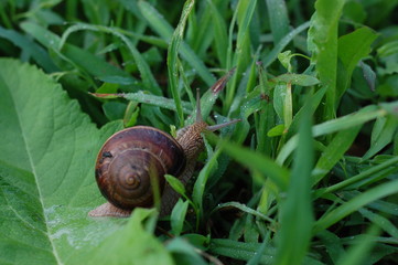 snail on a green leaf