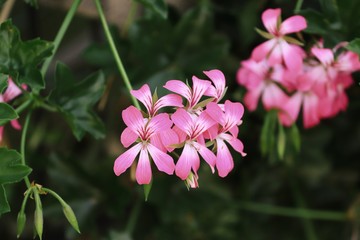 pinke Blüten der Geranie