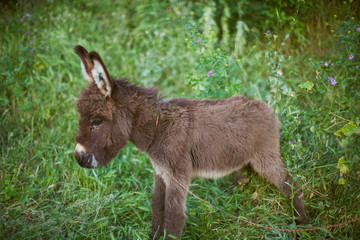 donkey on green grass