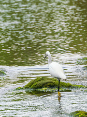 Little Egret (Egretta garzetta) hunting in a small river, taken in the UK