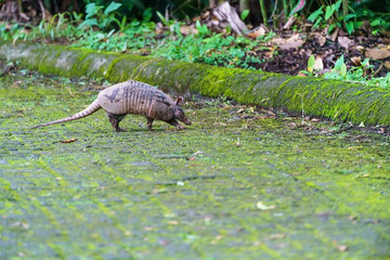 Nine-Banded Armadillo (Dasypus novemcinctus) in Costa Rica