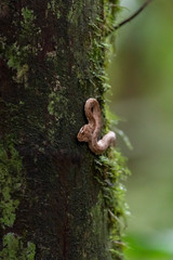 Eyelash Viper (Bothriechis schlegelii) in Costa Rica