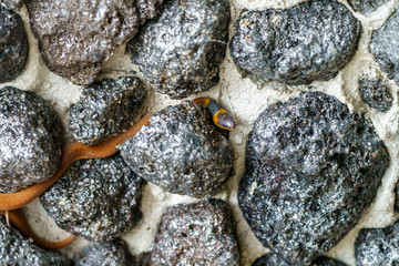 Red coffee Snake (Ninia sebae) in Costa Rica