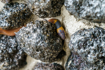 Red coffee Snake (Ninia sebae) in Costa Rica