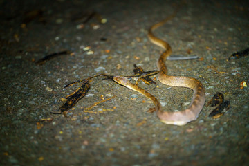 Banded Cat-eyed Snake (Leptodeira annulata) shedding skin in Costa Rica