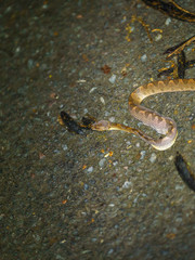 Banded Cat-eyed Snake (Leptodeira annulata) shedding skin in Costa Rica