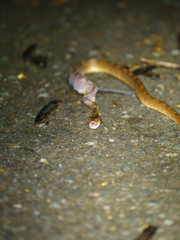 Banded Cat-eyed Snake (Leptodeira annulata) shedding skin in Costa Rica