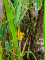Eyelash Viper (Bothriechis schlegelii) in Costa Rica