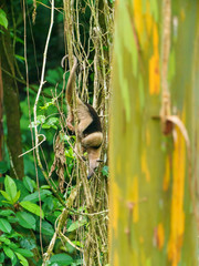 Collared Anteater (Tamandua tetradactyla ) in Costa Rica