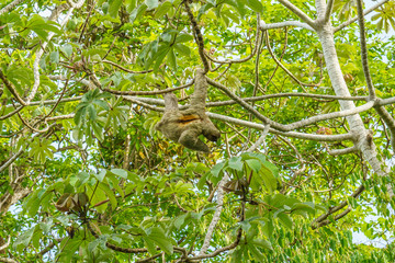 Three-toed Sloth (Bradypus infuscatus), taken in Costa Rica