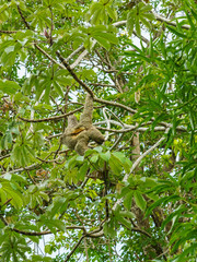 Three-toed Sloth (Bradypus infuscatus), taken in Costa Rica